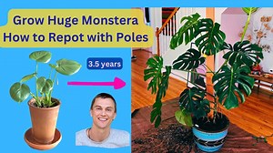 Monstera deliciosa - Repotting my huge plant - Using moss poles & wood support - Growth tips