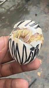 Insane Egg hatching | Mian Inventions