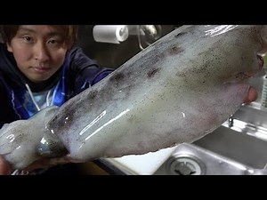 【ほぼノーカット】アオリイカのさばき方