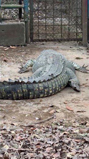 Sleeping Crocodile 🐊 | Silent Predator Resting #crocodile #sleepingcrocodile #wildlife #animals