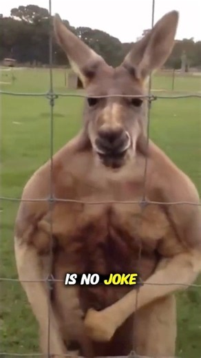 Kangaroos Are A Lot Stronger Than You Think