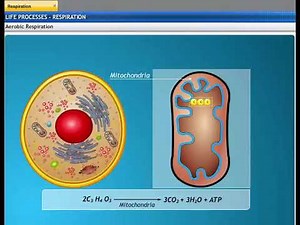 CBSE Class 10 Science ¦¦ Life Processes 3 ¦¦ Respiration ¦¦ NCERT Animation