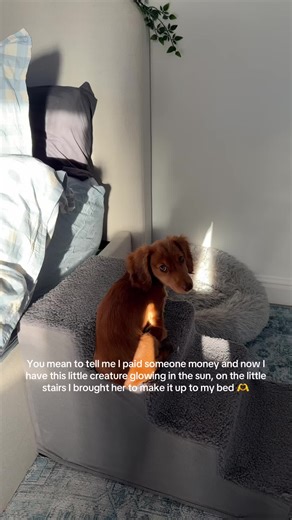 #puppy #puppys #minaturedachshund #dogsoftiktok #sausagedog