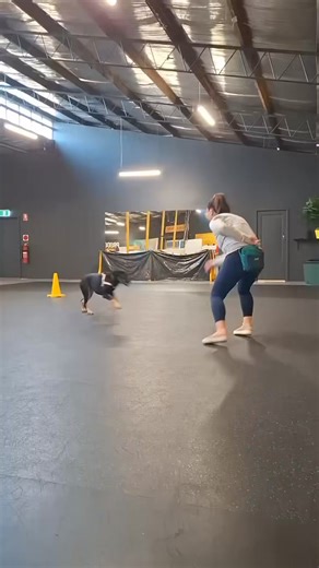 9.7K views · 63 reactions | AROUND THE CONE Annie & Frankie Dogs...