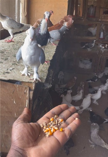 Pigeons: Fascinating Facts and Traits