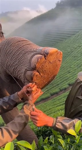 An 8K Ultra HD cinematic image of an elephant on a misty green tea plantation slope its foot raised | Extreme Jungle Eye