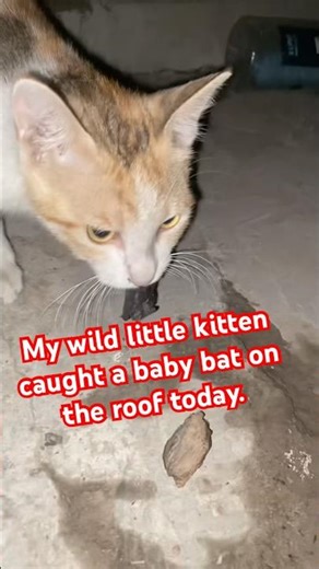My wild little kitten caught a baby bat #cat #kitten