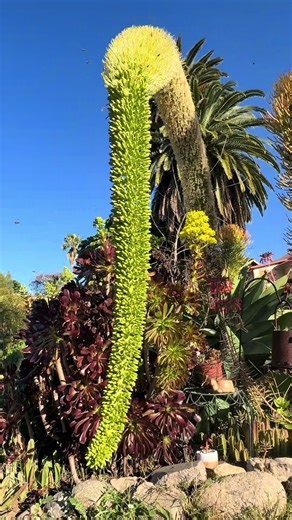 Agave Bloom: Nature's Stunning Transformation