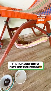 This is the cutest little dog EVER! 🥺 | Fluffy Animals