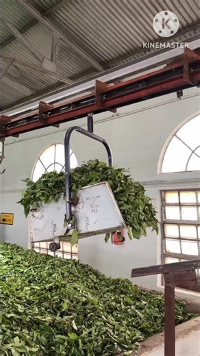 Making Tea powder in factory #youtubeshorts