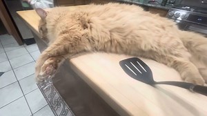 How to properly remove a cat from the counter.