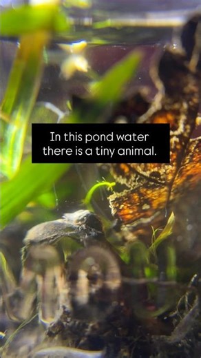 Check out this rotifer, a tiny animal that lives in pond water!