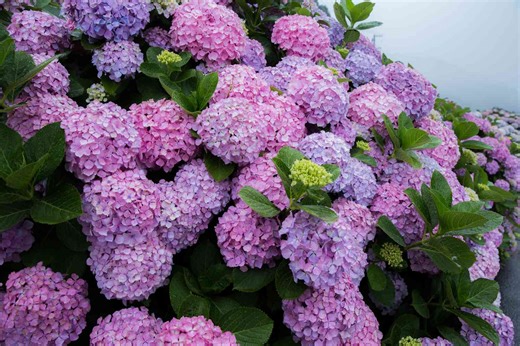 The Best Time to Plant Hydrangeas, According to a Horticulturist and Pro Gardener