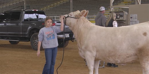 Ocala cattle show provides a head start for youth interested in the industry