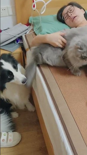 Unveiling the Truth: Are Border Collies Really Perfect