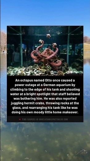 Otto the Octopus Caused a Power Outage at a German Aquarium #OceanFacts
