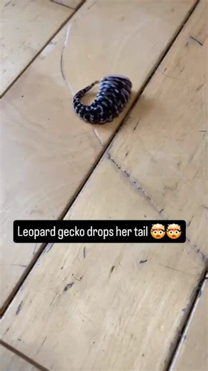 I often get asked if I've seen a gecko drop their tail. So I figured I would repost this video of when Arya dropped hers. Crested geckos drop their tails of there's a strong breeze sometimes (iykyk) but leopard geckos are usually less dramatic. No, this isn't her cage or carrier (people assumed that the first time I posted this), I put her there after her tail fell off as it was the closest place around to put her while I evaluated the situation. What caused it to drop want even a stressful inci