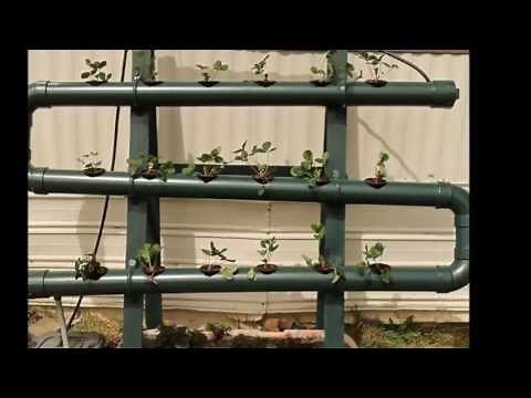 How to grow Strawberries in Hydroponics, Tips #1 2013