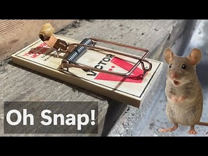 How To Set A Victor Mouse Trap