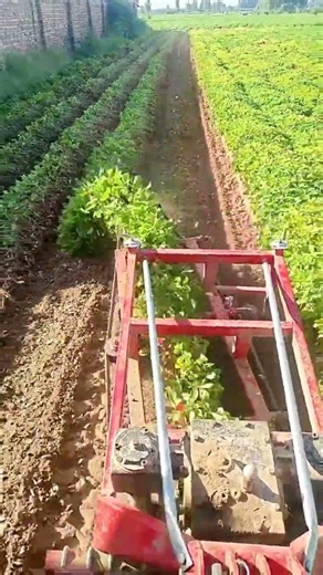 落花生を一気に収穫！収穫機