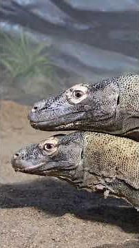 Komodo Dragon Breeding | Australian Repitle Park