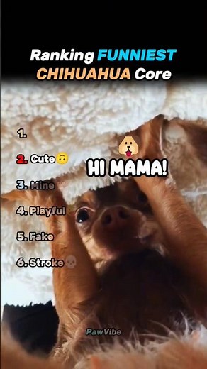 Ranking FUNNIEST CHIHUAHUA Core🐶🤣 #shorts
