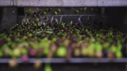 clip-4003123197-olives-falling-on-sorting-conveyor-during-cleaning