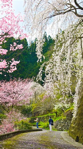 Spring, Countryside, Slope. Free Stock Video