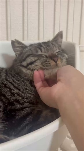 こんばんは彦＆ソッポ君こちら先日、捕獲した猫です最初はオドオドしてましたが最新の動画でリラックスしてますね当初、保護かリターンかで悩みましたが依頼者さんが預かりボラをしてくれる事になったので保護することに決めました良かったね🐱ソッポの物語が始まりましたガンバるんだよ