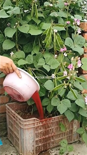 Bean plants will yield a lot #HomeGardening #UrbanFarming #RoofTopGardening