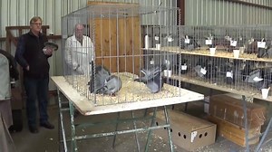 11K views · 103 reactions | Twin Cities Fancy Pigeon Club 2016 Annual Show Fantail Pigeons Albury - Wodonga / Australia | Berwick Lofts - Aaron Koldas | Facebook