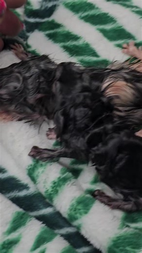 Welcoming New Baby Chinchillas: A Litter of Joy