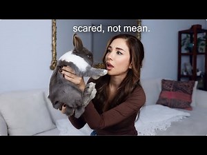 My Foster Rabbit Bit Me… Here’s Why