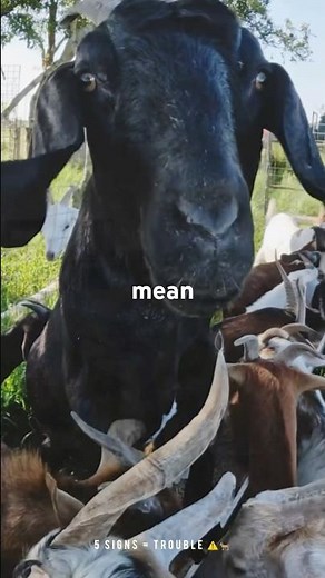 “5 Signs Your Goat is Sick | Early Warning Goat Health Check