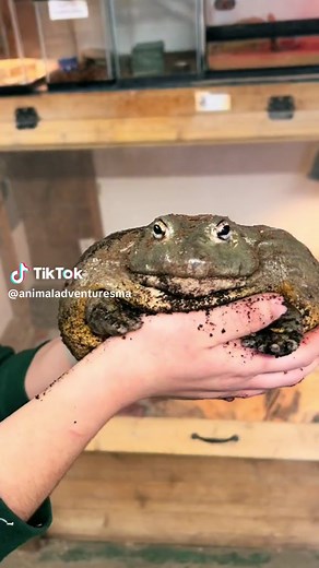 Fun Facts About the African Pixie Bullfrog