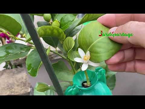 Marcotter un citronnier : Le résultat (réussi), séparation et rempotage