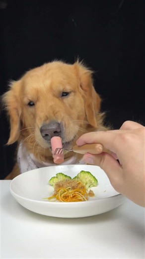The Food Entered and Immediately Lost. Golden Retriever. Cute Pet Debut Plan