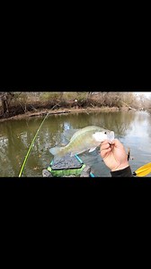 Kayak creek crappie fishing setup‼️ #crappiefishing #crappie #crappiemaniacs #kayak #kayakfishing #kayakcrappiefishing #crappiecrazy #903fishing #texasfishing #blackcrappie #crappielife #crappiefishin ###blackcrappie #whitecrappie #fishing #fishinglife #fishingaddict #fishingdaily #crappiecrazy #fishingislife #fishingtime #fishing #inandoutpowersports ACC Crappie Stix Piscifun Slab City Jigs | 903 Fishing