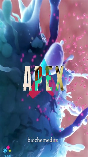 Dr. Xanthine on Instagram: "pov mtn cancercel gets eaten by a 6'4" chadophage. what's your favorite macrophage type? also disclaimer, i feel like macrophages are more notorious for maintaining a tumor microenvironment favorable for tumor progression, but this is a little bit more optimistic. sources: Nanolive, Looking inside life (their only two macrophage videos), Chris Ferriola Macrophage vs Cancer Final Output, Helix Animation Macrophage in action, VMP The Innate and Adaptive Immune Systems, 