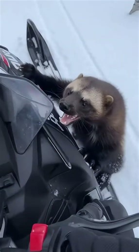 NEVER Mess With A Wolverine! 😱❄️