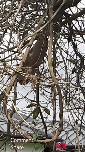 tattoo jep #wasp #nature #shorts