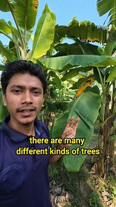 447K views · 23K reactions | A garden with different kinds of trees / English speaking #spokenenglish #garden | Zihadul Islam | Facebook
