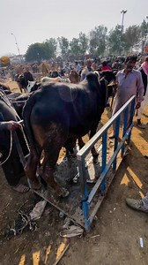 316K views · 7.5K reactions | Universal Topic on Reels | Facebook