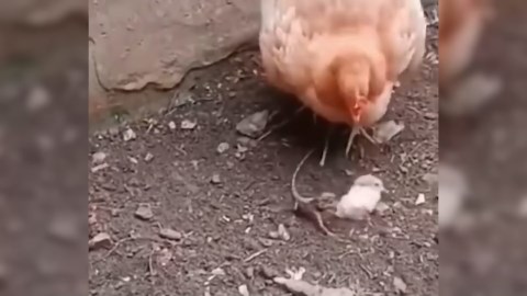 The Rooster vs. The Eagle: A Battle Between Bird Species That Will Shock You