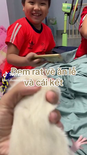 Ari Dumbo Rat trên TikTok