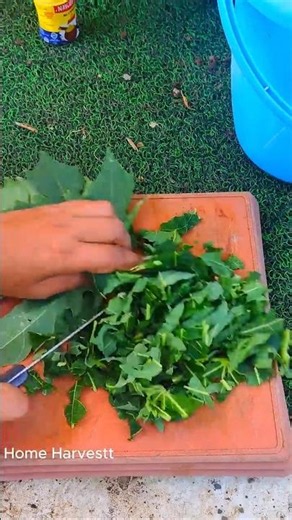 I Sprayed This on My Plants… Pests Didn't Like It! 😲 #shorts #pestcontrol