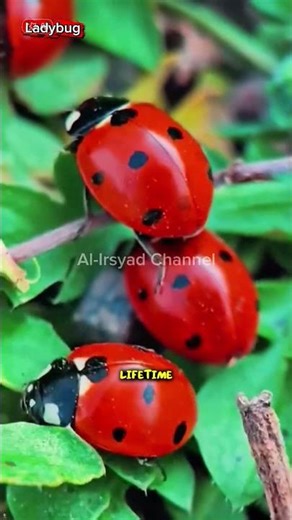 Ladybug Facts: Nature’s Tiny Garden Protector 🐞