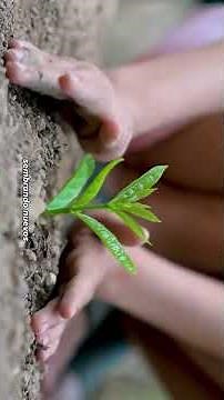 🍃 Bosques que inspiran, futuro que florece