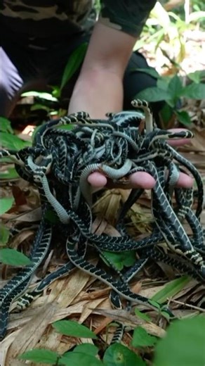 Highly Venomous Baby King Cobras! (Do Not Try This) 🤯