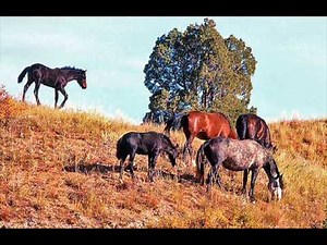 Marty Robbins Sings 'Home On The Range.'